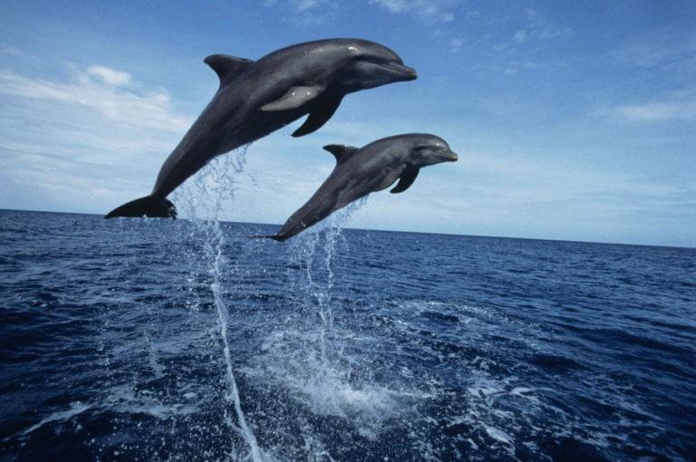 поплавать с дельфинами в Сочи